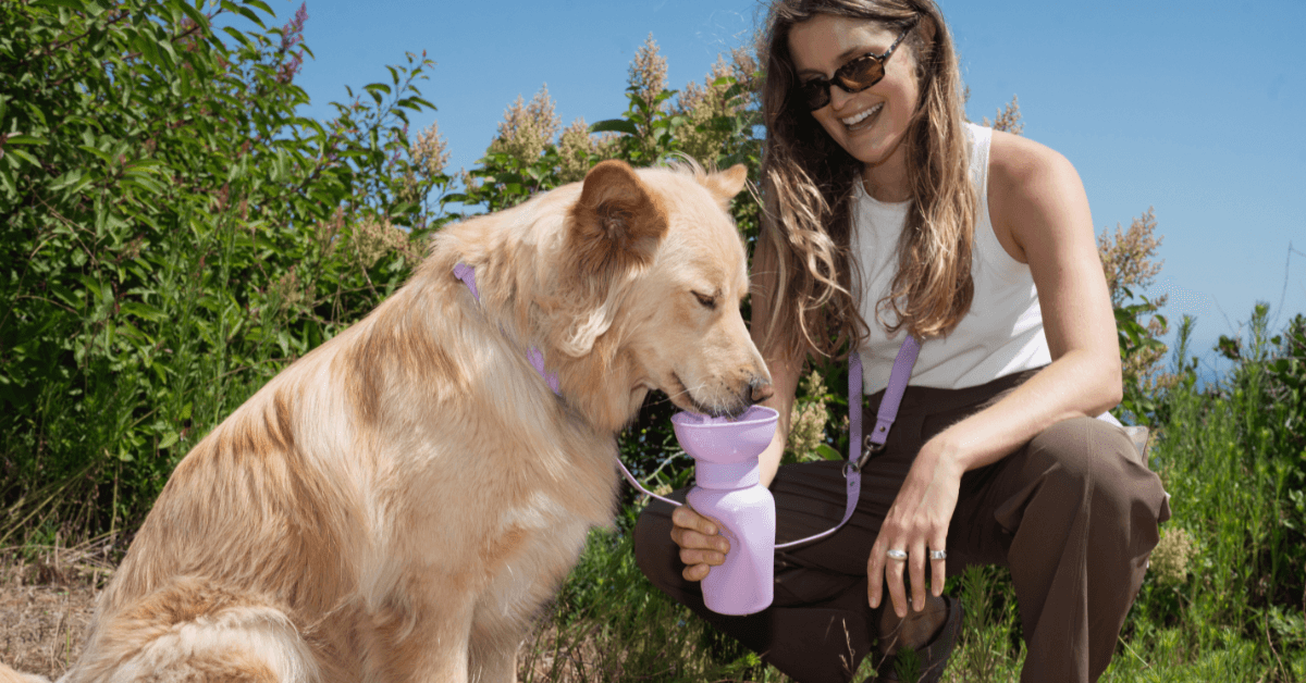 Travel Dog Water Bottle - Springer