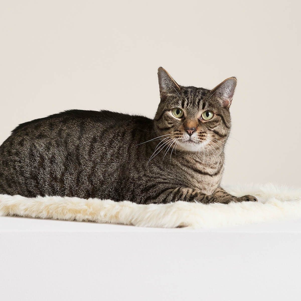 Floof Cat Blanket - Tuft + Paw